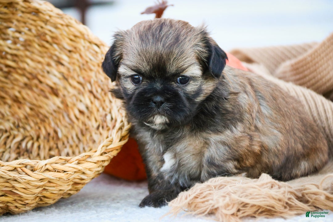 Shih Tzu dogs for sale: Shandy - Ad 4