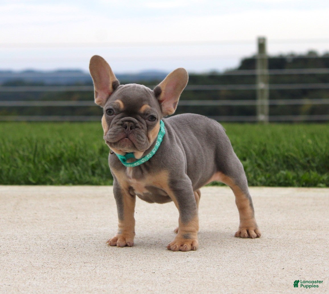 French Bulldog dogs Tansy - Ad 2