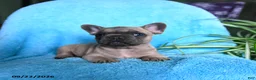 French Bulldog dogs for sale: Foster - Ad 9