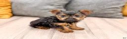Yorkshire Terrier dogs for sale: Jodi - Ad 3