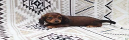 Miniature Dachshund dogs for sale: Mila  - Ad 3