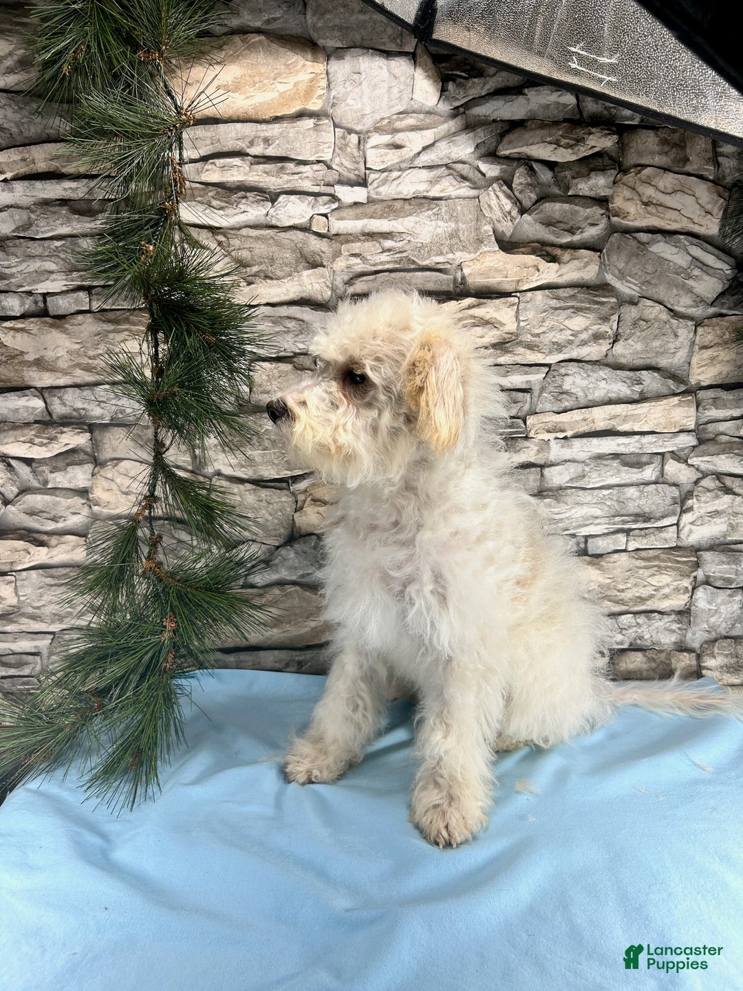 Schnoodle dogs for sale: KitKat - Ad 1