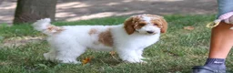Standard Poodle dogs for sale: Blossom - Ad 7
