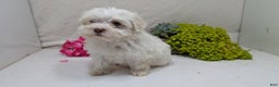 Havanese dogs for sale: Macy - Ad 10