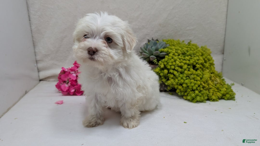 Havanese dogs for sale: Macy - Ad 10