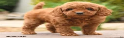 Miniature Poodle dogs for sale: Ellie - Ad 3
