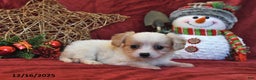 Cavachon dogs for sale: Callie - Ad 2