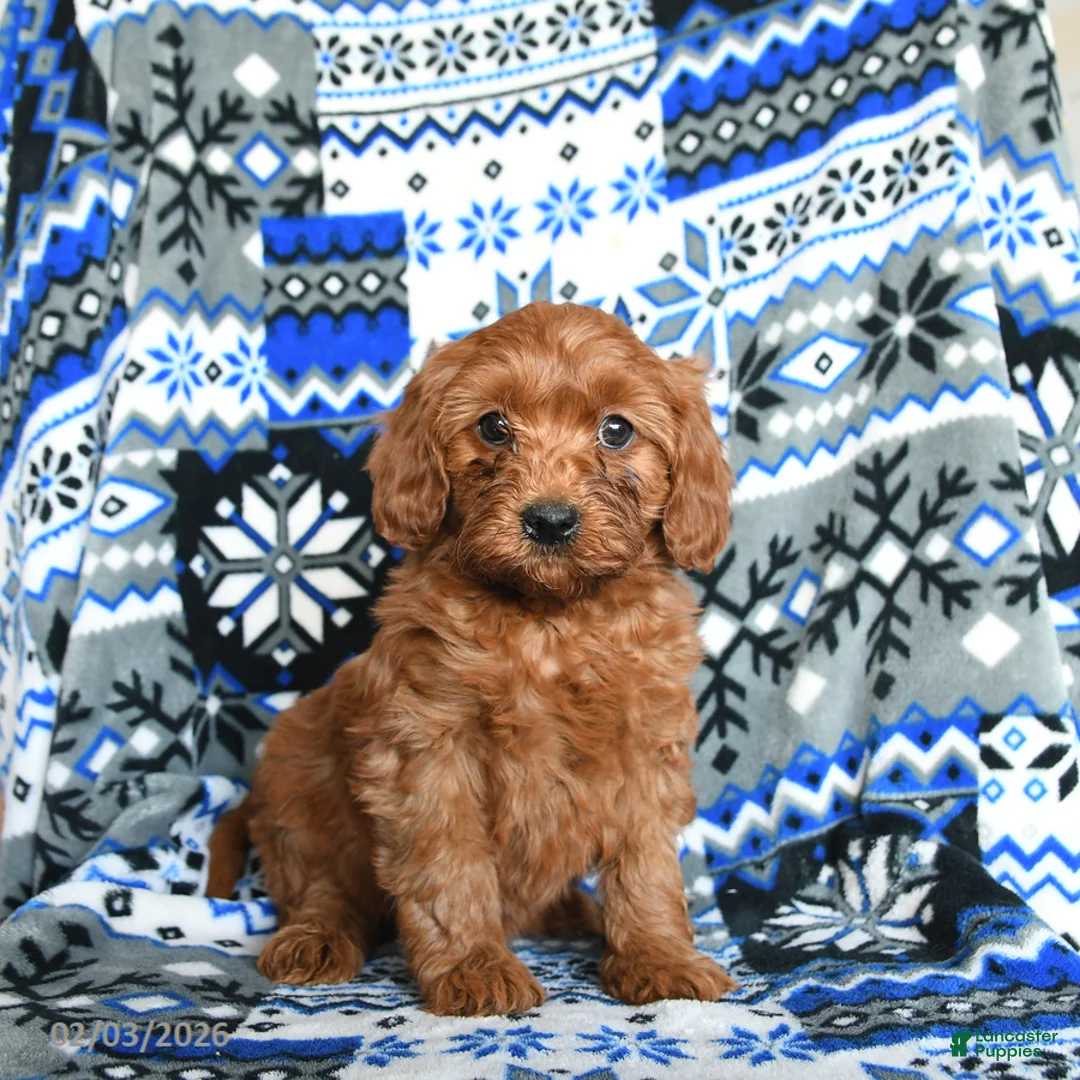 Cavapoo dogs for sale: Cashmere - Ad 4