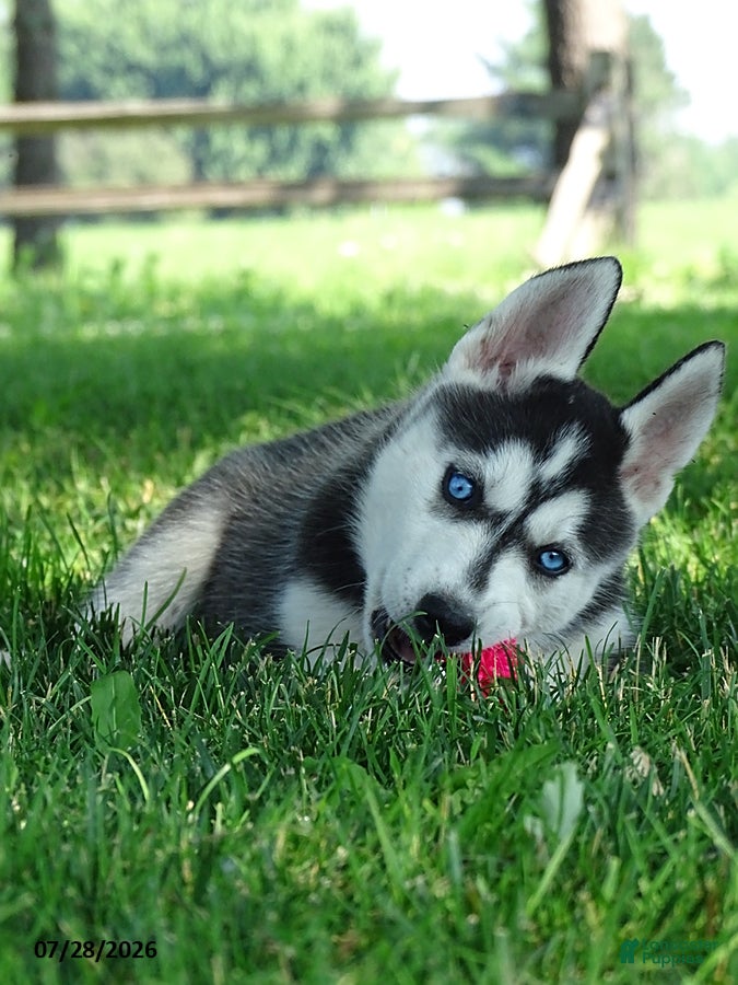 Siberian Husky dogs Poppy - Ad 10