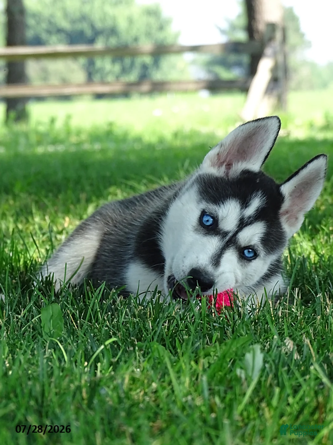 Siberian Husky dogs for sale: Poppy - Ad 1