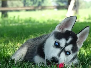 Siberian Husky dogs Poppy - Ad 10