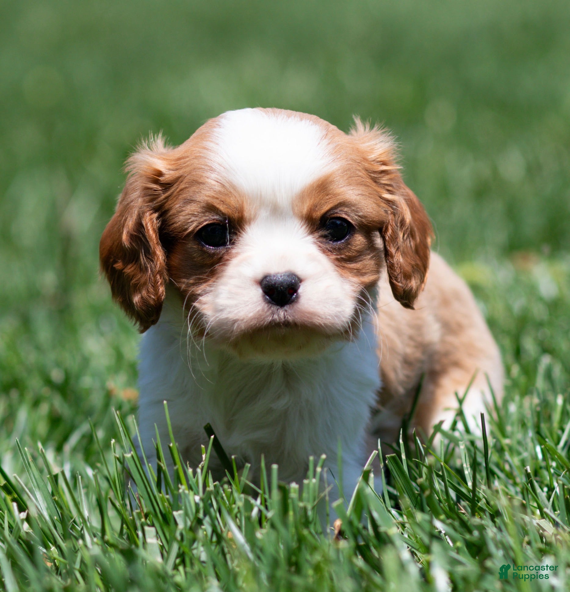 Cavalier King Charles Spaniel dogs Arlan Cavalier King Charles Spaniel Puppy  - Ad 1