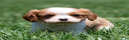 Cavalier King Charles Spaniel dogs for sale: Arlan Cavalier King Charles Spaniel Puppy  - Ad 10