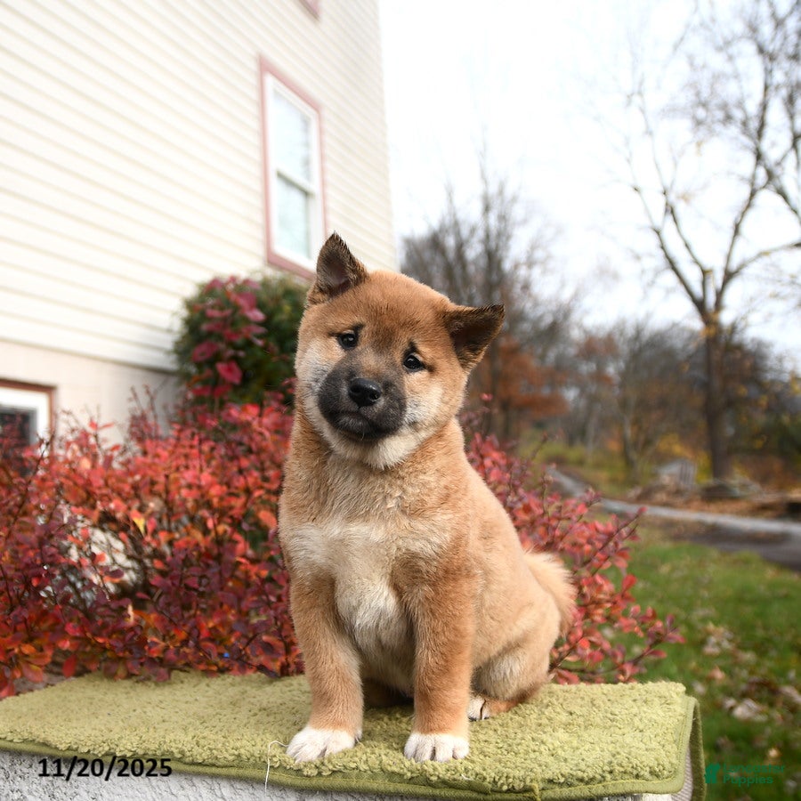 Shiba Inu dogs Franklin - Ad 7