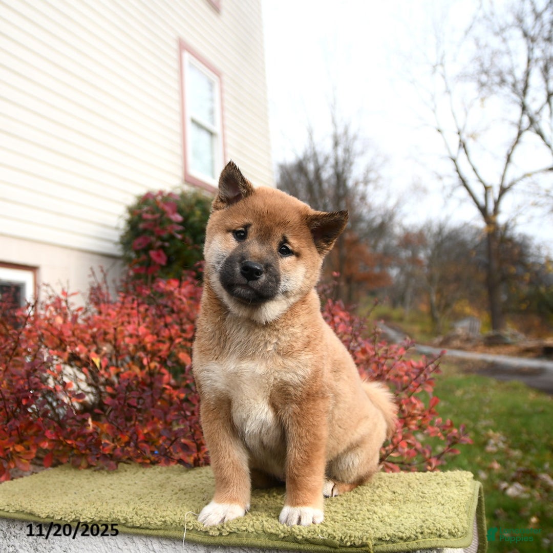 Shiba Inu dogs for sale: Franklin - Ad 1
