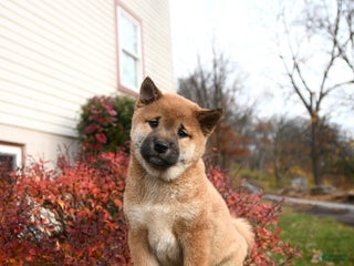 Shiba Inu dogs Franklin - Ad 12