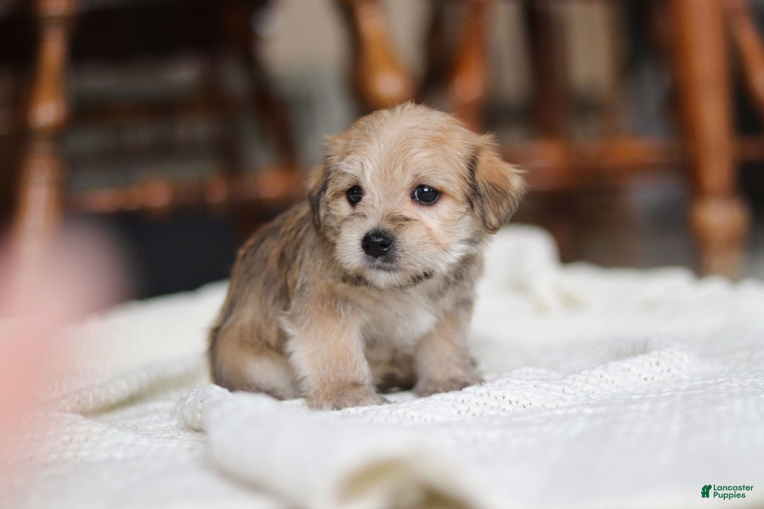 Morkie dogs for sale: Louie - Ad 3