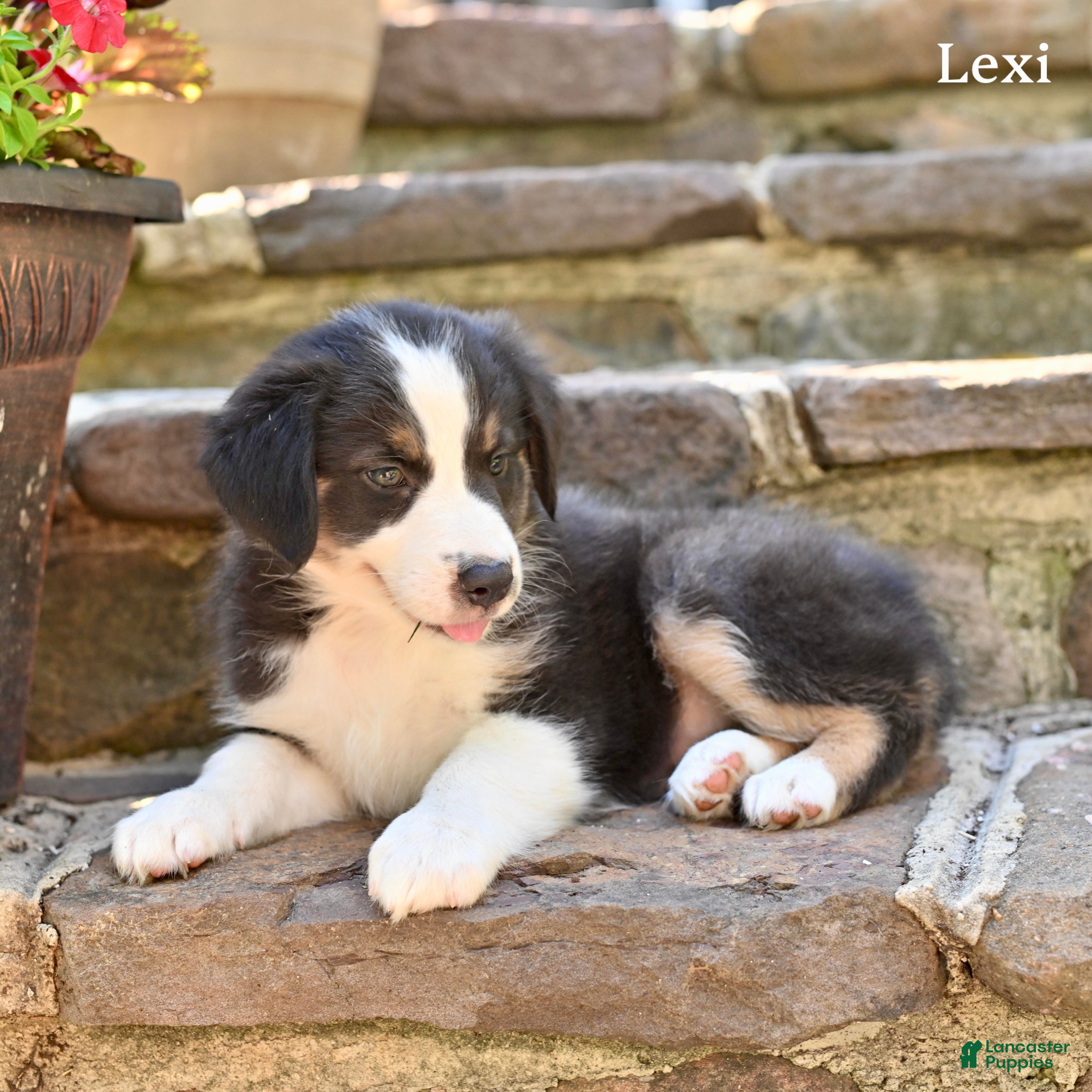 Australian Shepherd dogs Lexi - Ad 2