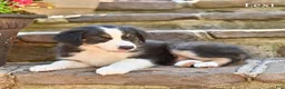 Australian Shepherd dogs for sale: Lexi - Ad 2