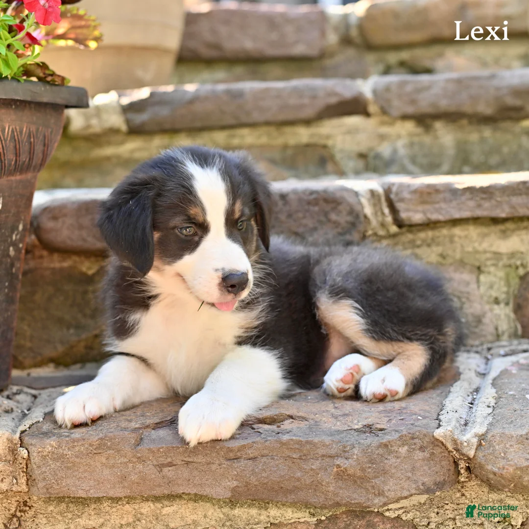 Australian Shepherd dogs for sale: Lexi - Ad 2