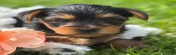 Yorkshire Terrier dogs for sale: Cocoa - Ad 10