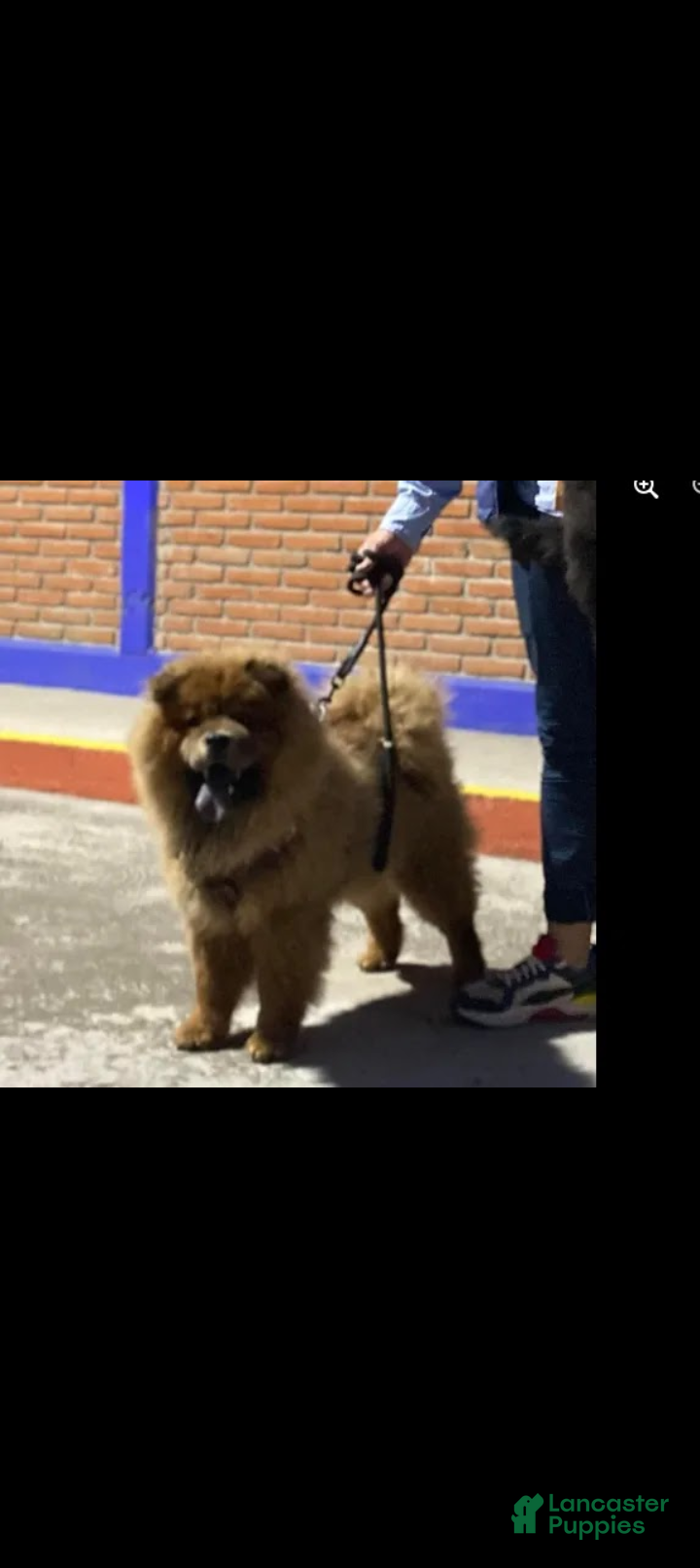 Chow Chow dogs for sale: Chow Chow Puppy 5 - Ad 9
