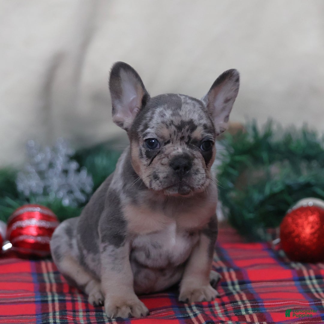 French Bulldog dogs for sale: Alex - Ad 4