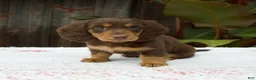 Miniature Dachshund dogs for sale: Ava - Ad 3