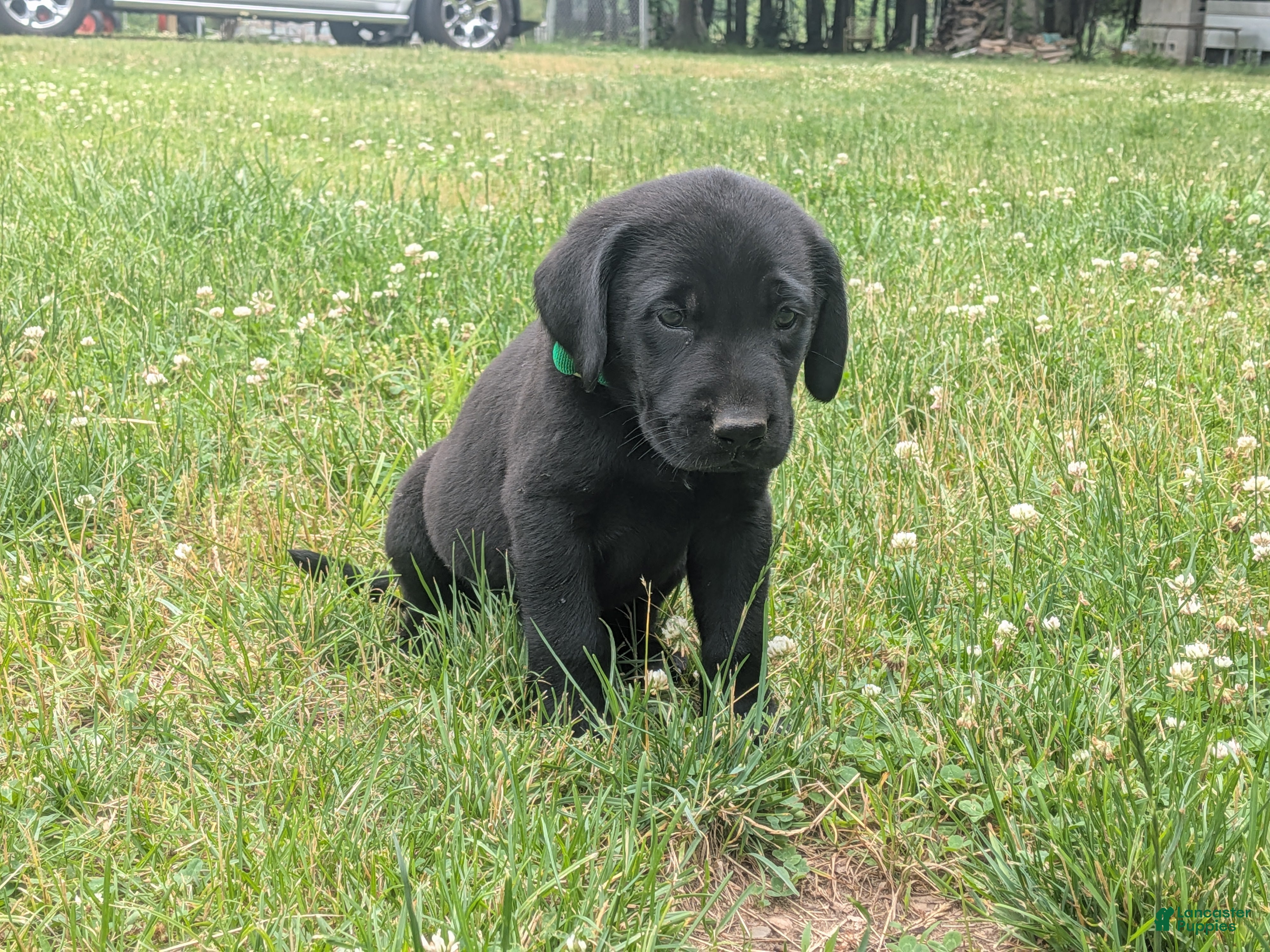 Labrador Retriever dogs Black Male (Green) - Ad 34