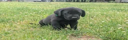 Labrador Retriever dogs for sale: Black Male (Green) - Ad 1
