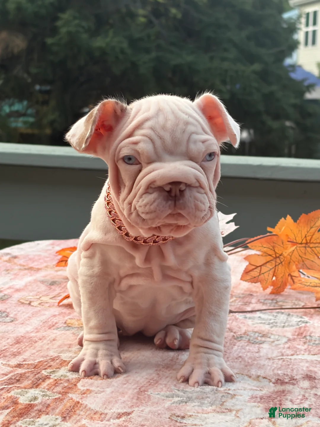 French Bulldog dogs for sale: Winter  - Ad 8