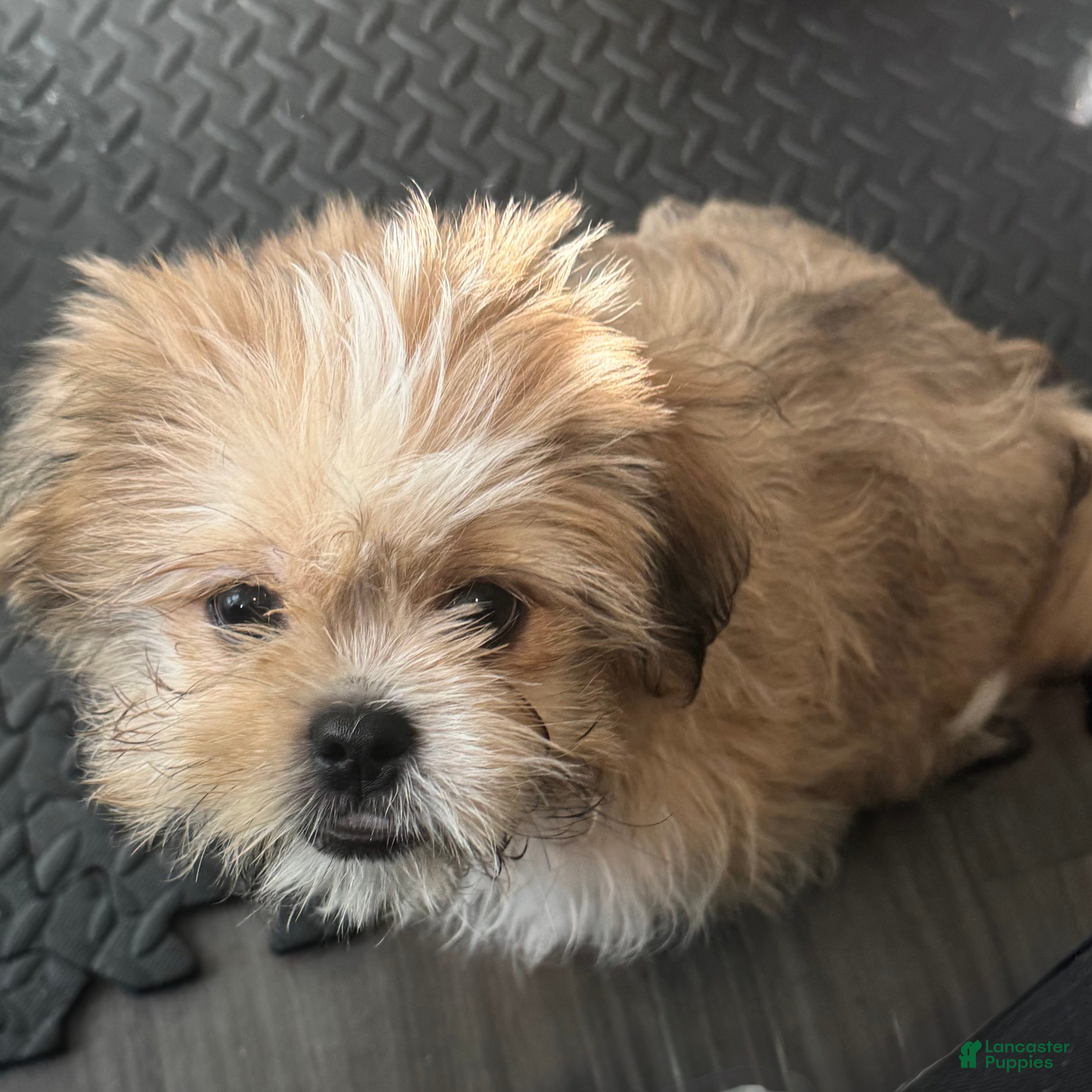 Mixed Breed dogs Peke-Tzu Pup 2 - Ad 25