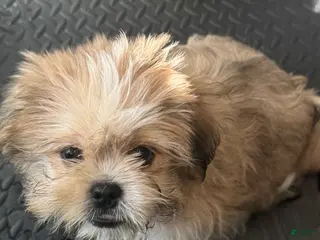 Mixed Breed dogs Peke-Tzu Pup 2 - Ad 25