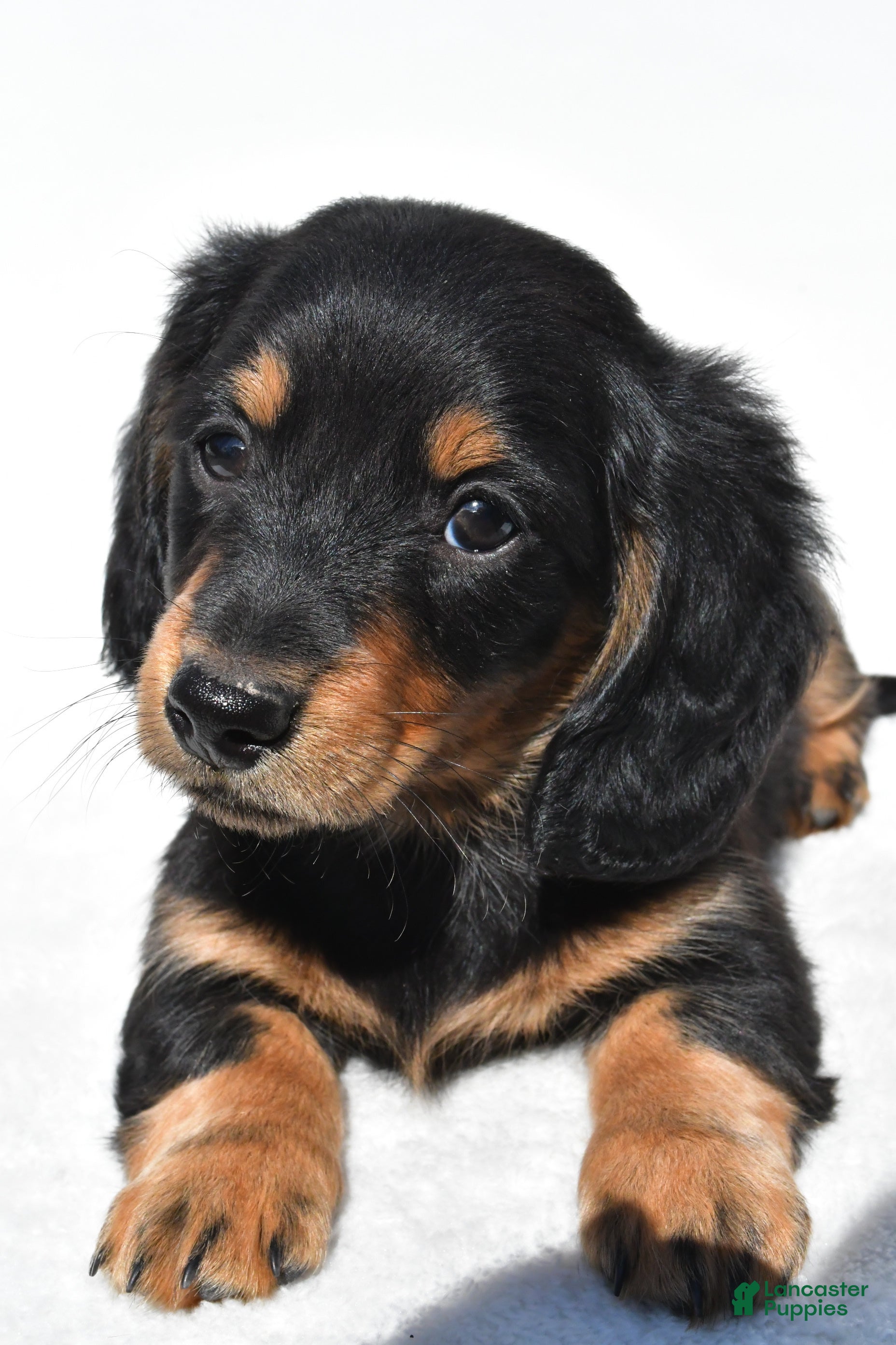 Miniature Dachshund dogs for sale: Alex - Ad 6