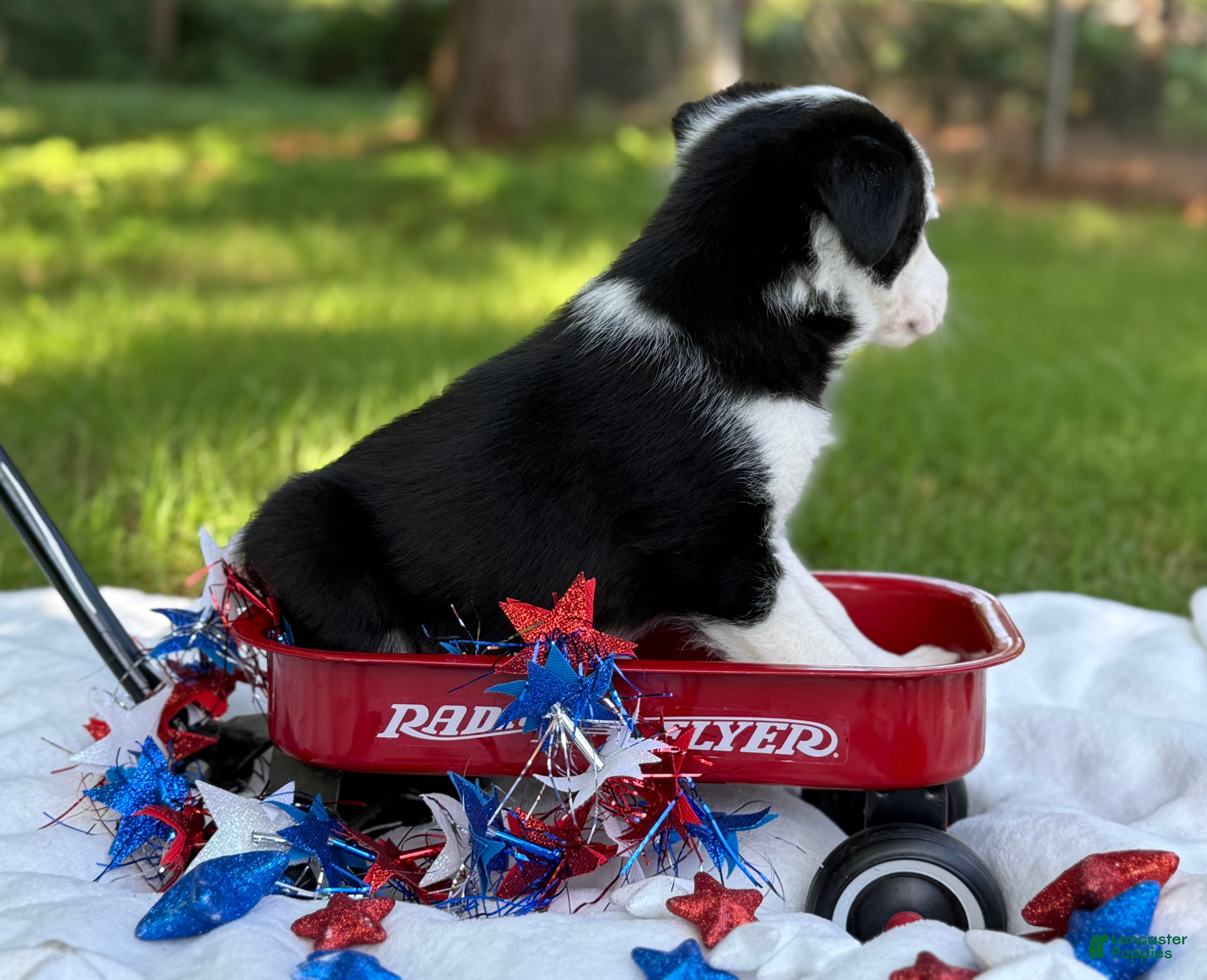 Border Collie dogs Patch - Ad 2