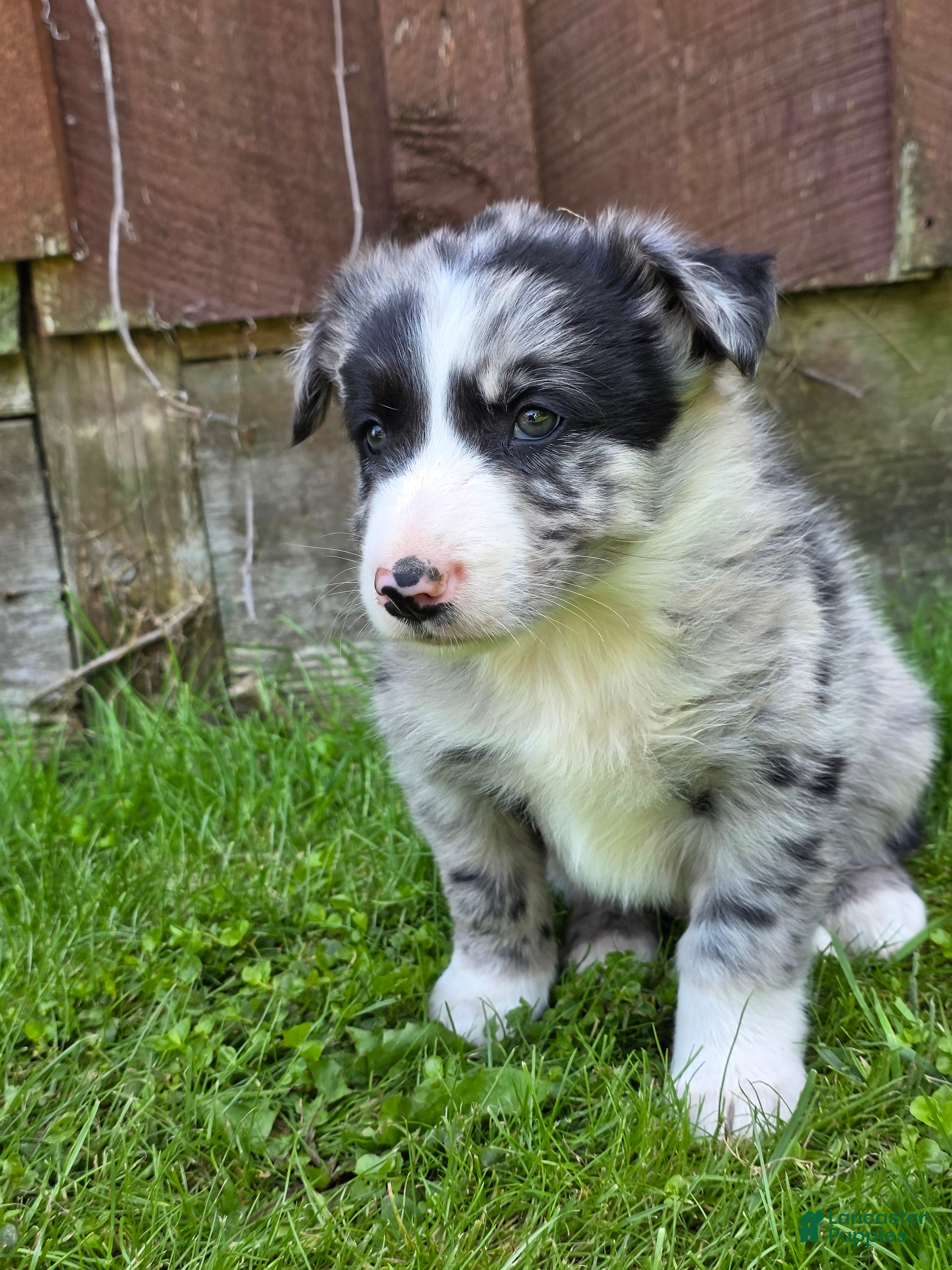 Border Collie dogs Homer - Ad 31