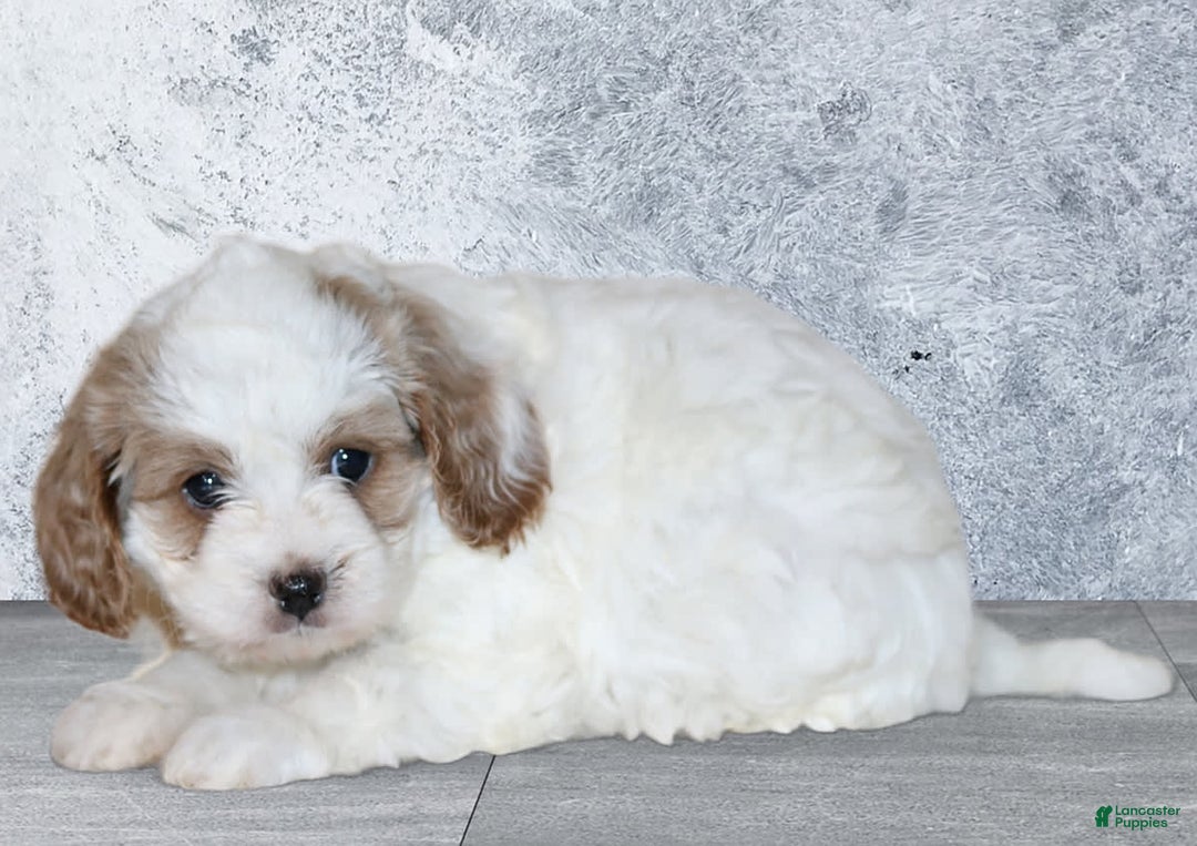 Gallery Image {{count}}