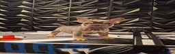 French Bulldog dogs for sale: Chip - Ad 12