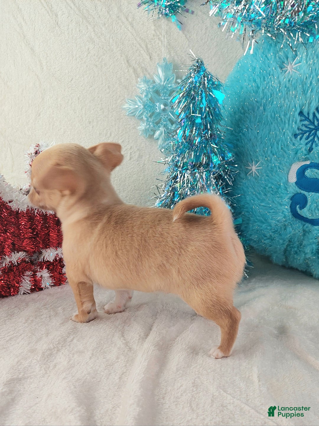 Chihuahua dogs for sale: Linus - Ad 4