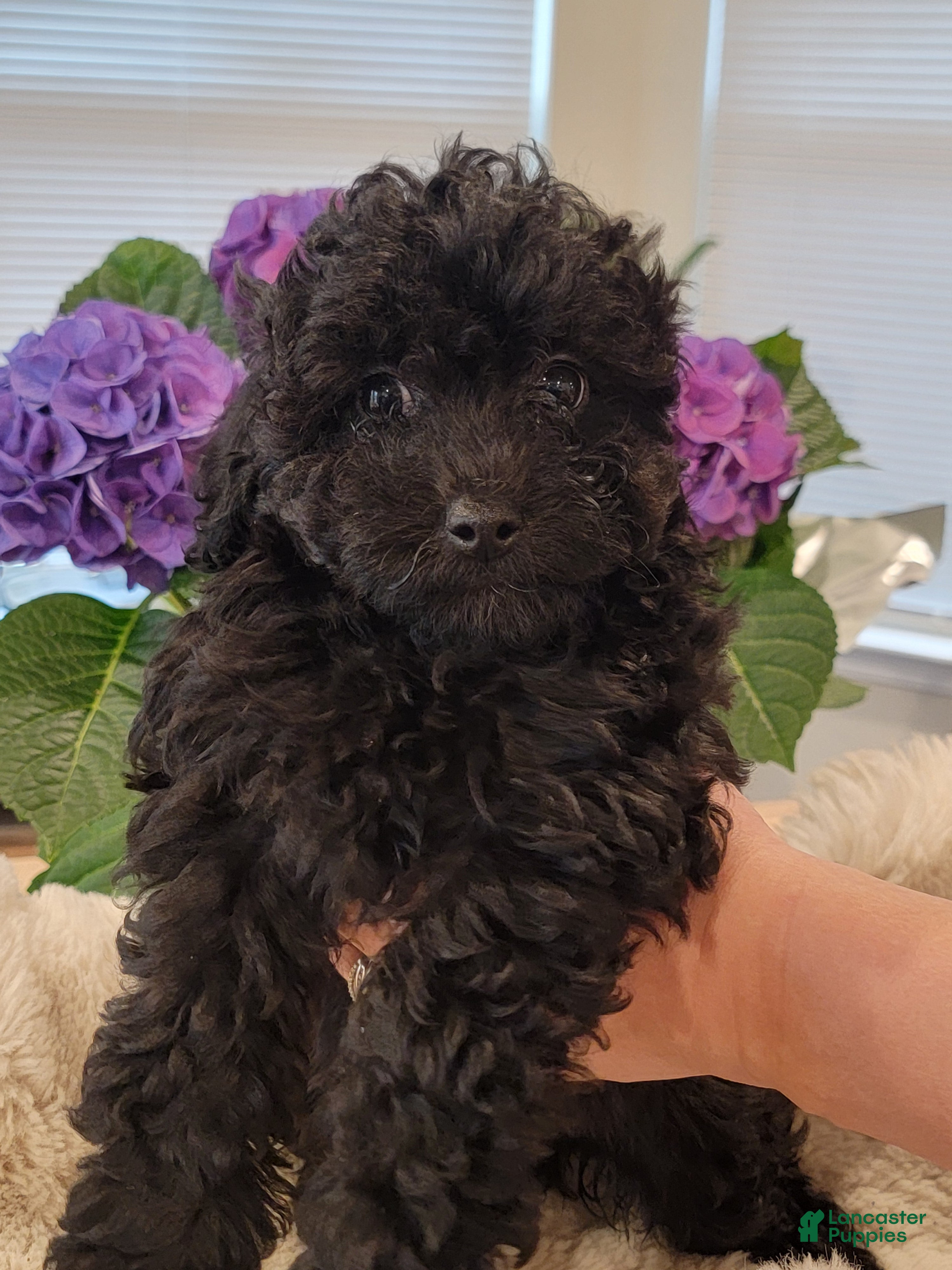 Toy Poodle dogs Toy Poodle Puppy 5 - Ad 36