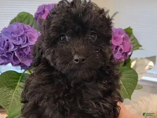 Toy Poodle dogs Toy Poodle Puppy 5 - Ad 36
