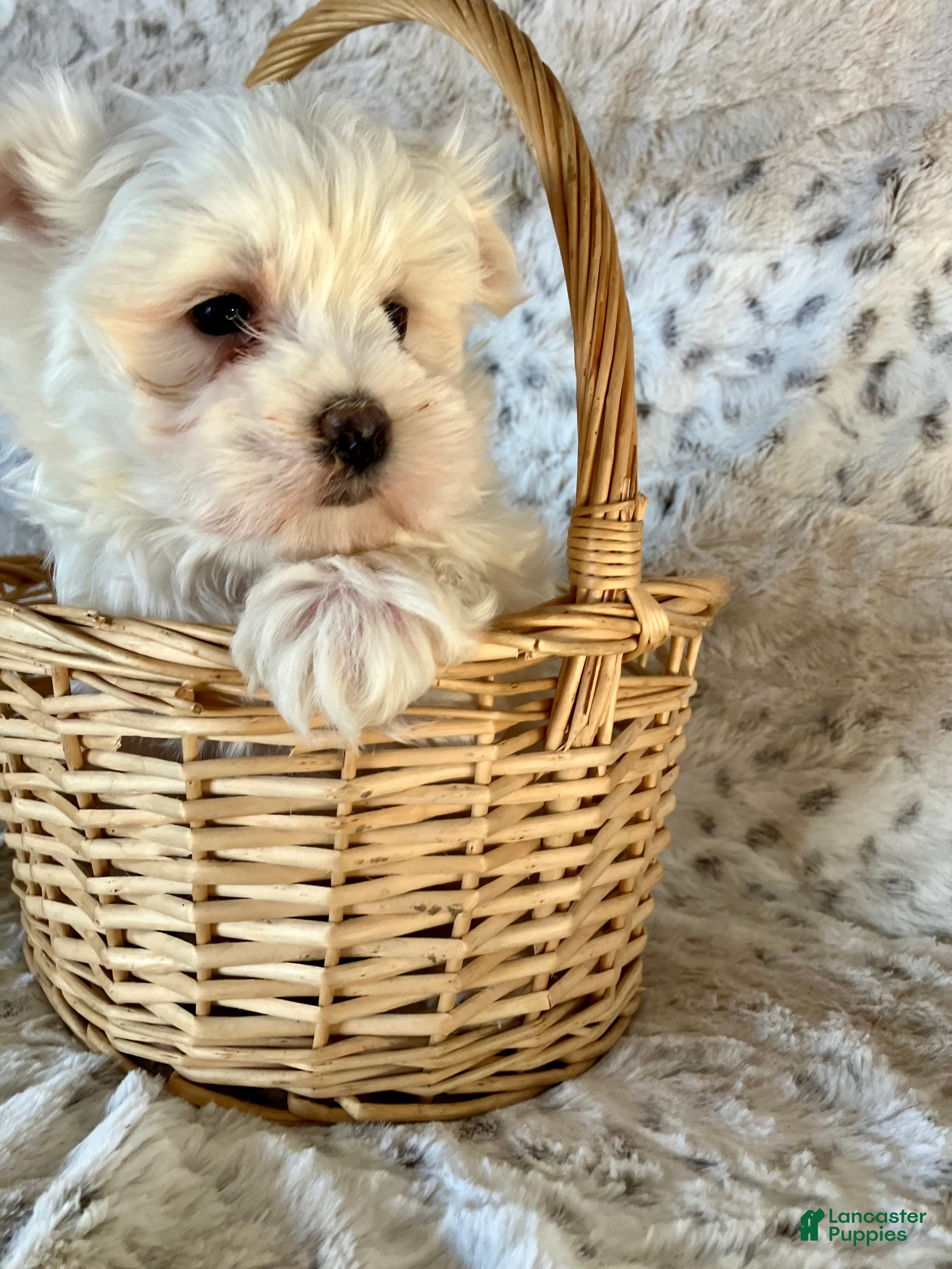 Maltese dogs Marley - Ad 2
