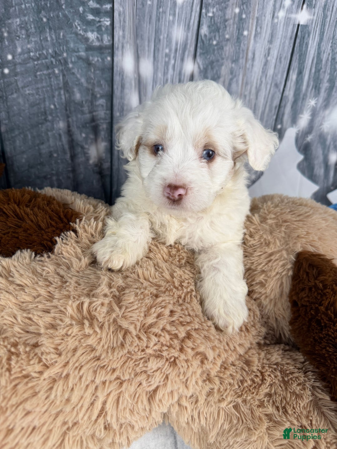 Aussiedoodle dogs for sale: Hosea - Ad 2