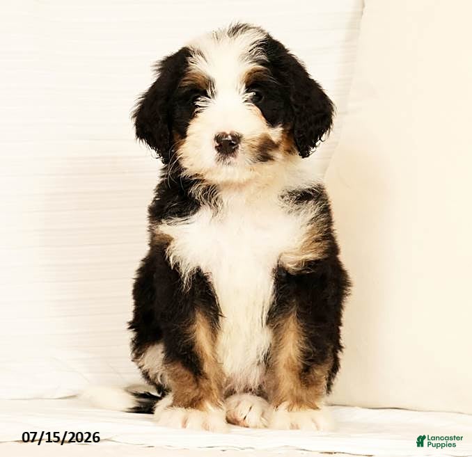 Bernedoodle dogs Poppy - Ad 2