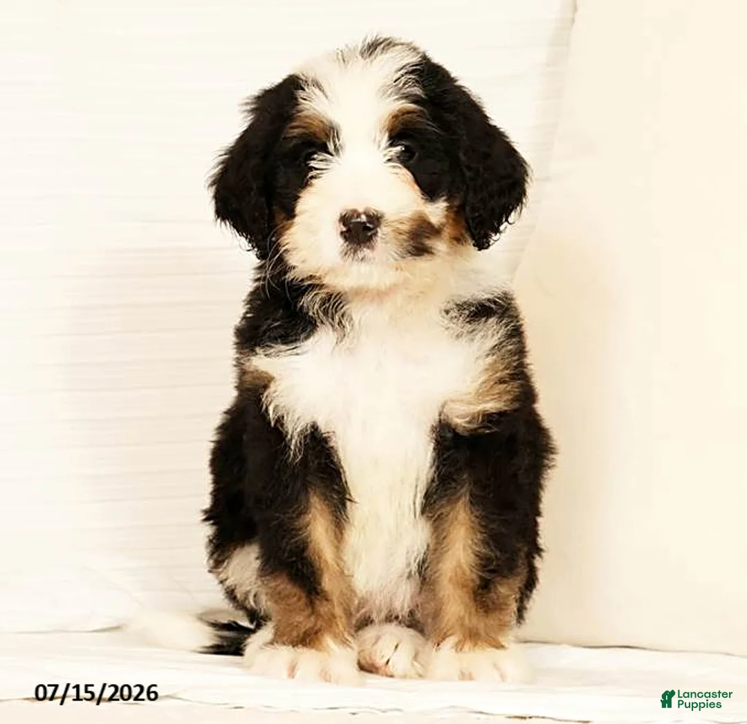 Bernedoodle dogs for sale: Poppy - Ad 2