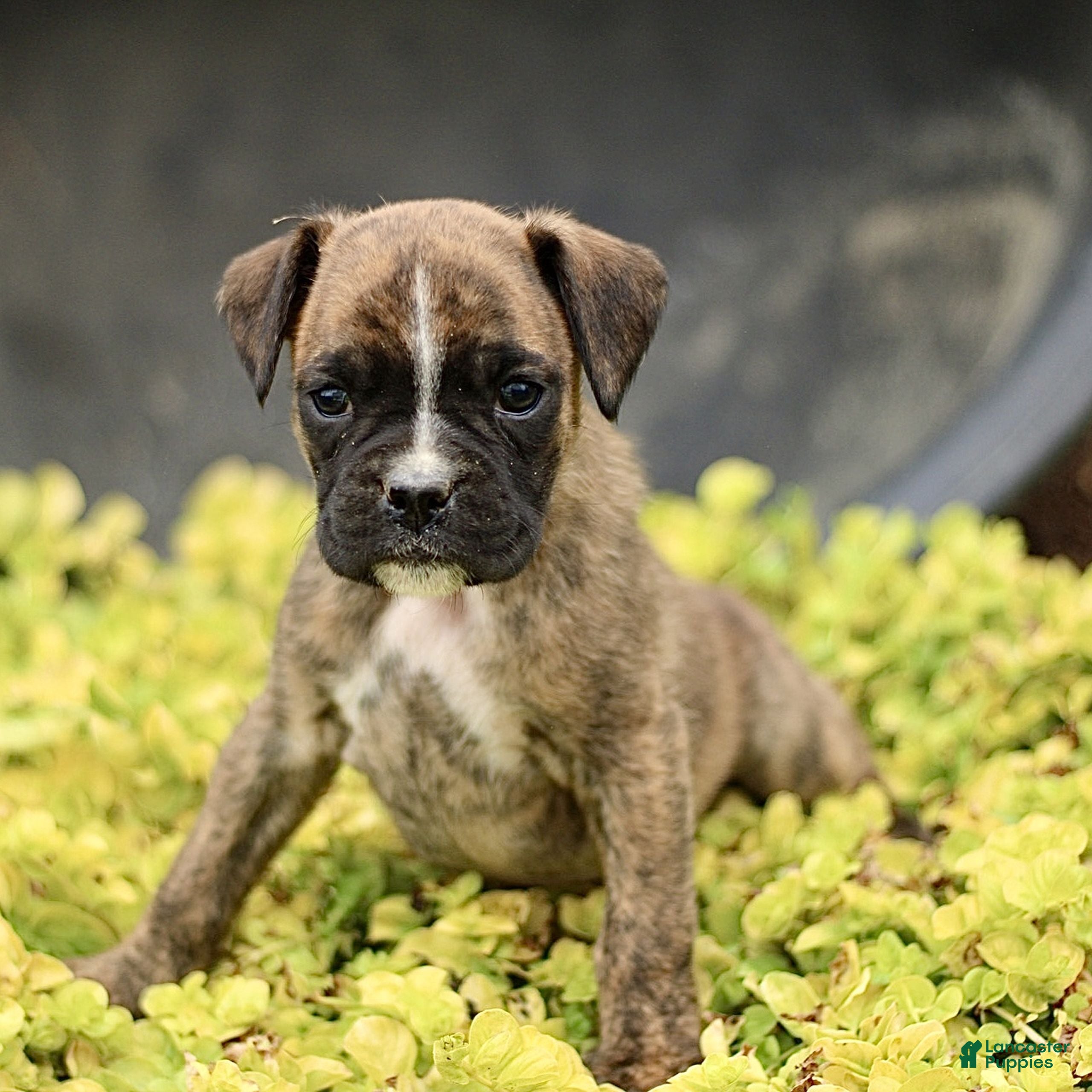 Boxer dogs Tori  - Ad 1