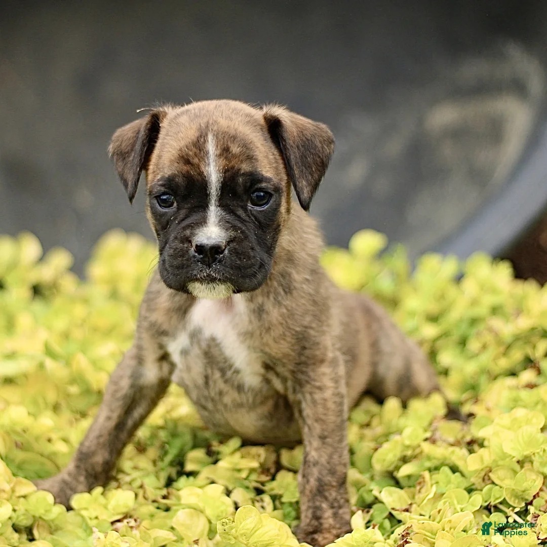 Boxer dogs for sale: Tori  - Ad 1
