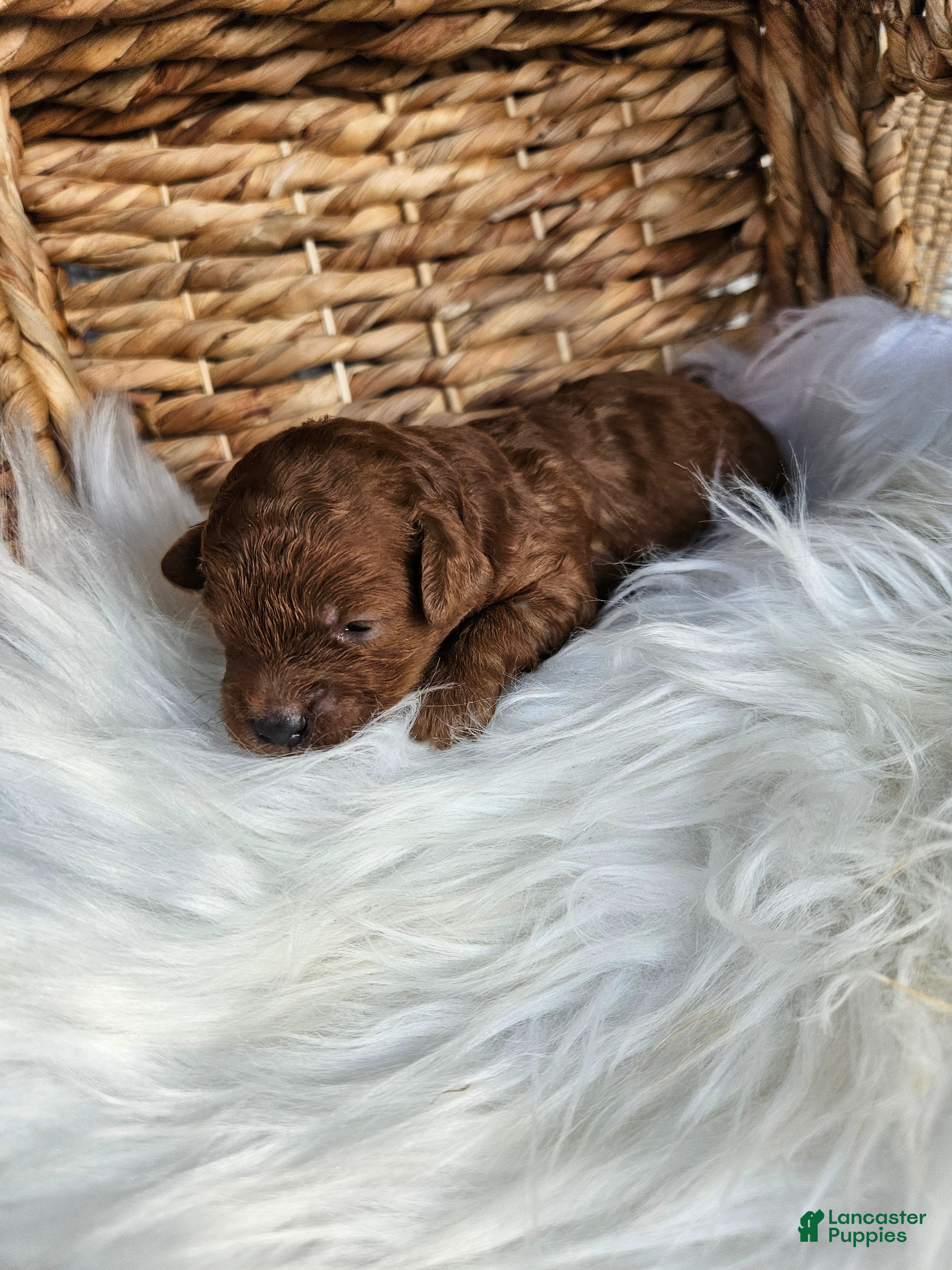 Cavapoo dogs Honey - Ad 42