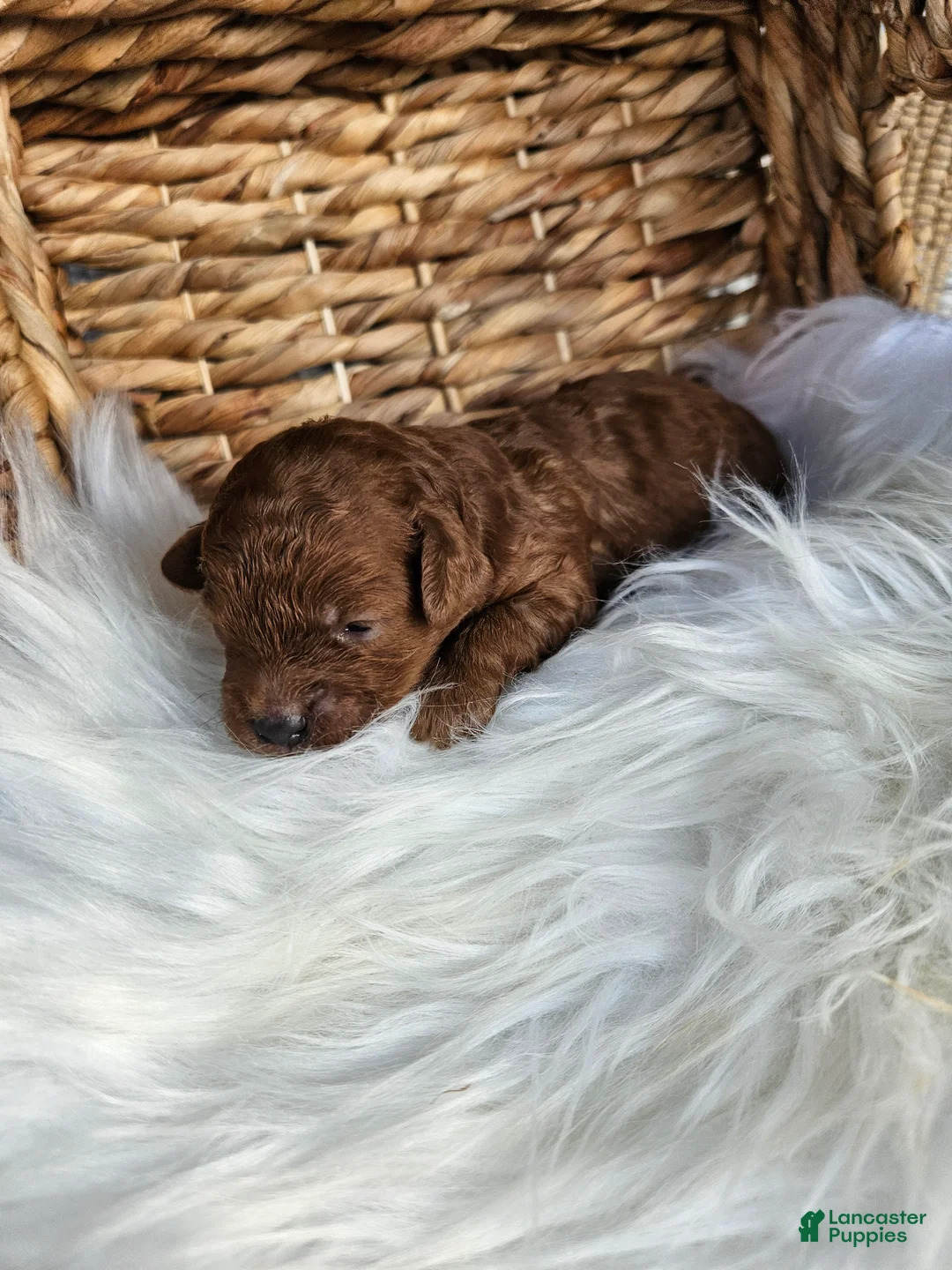 Cavapoo dogs for sale: Honey - Ad 1
