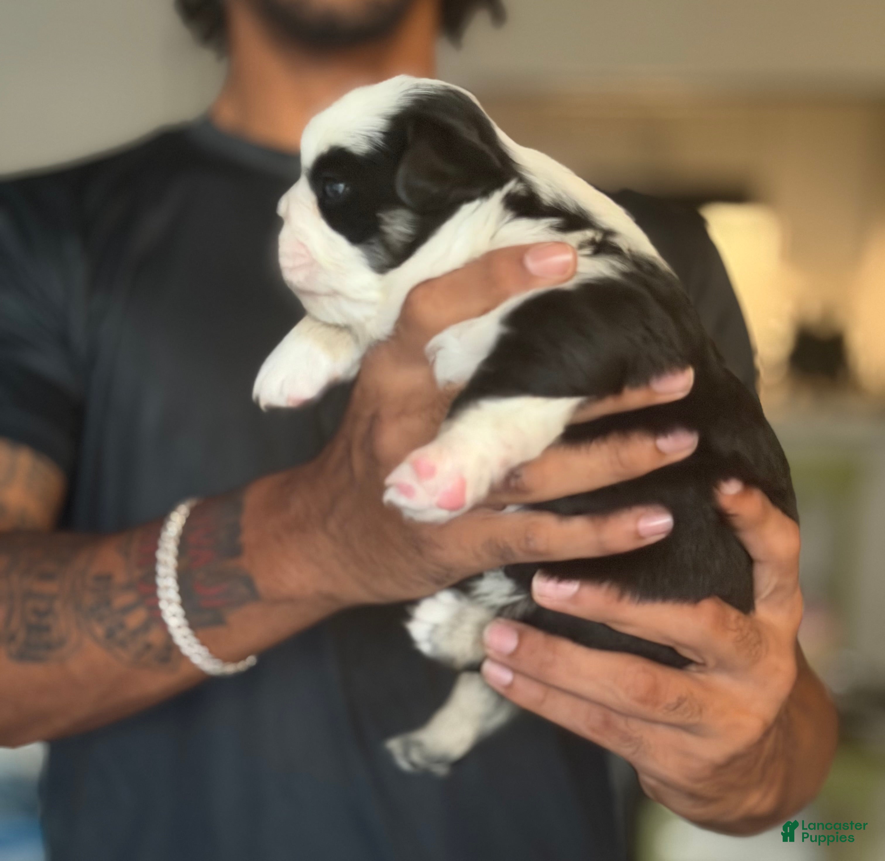 French Bulldog dogs Diamond  - Ad 2